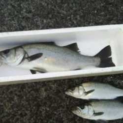 サイコーの釣り納め