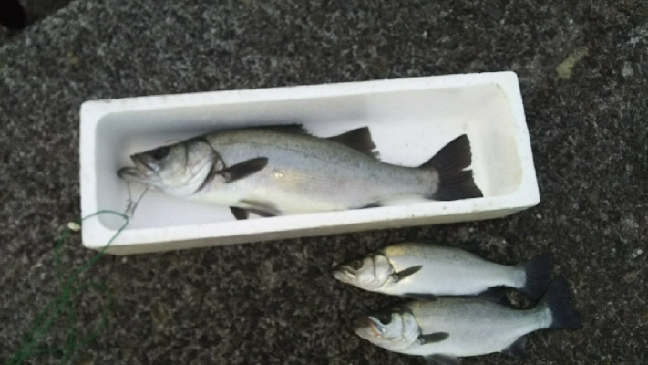 サイコーの釣り納め