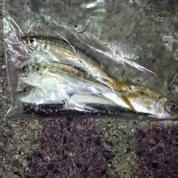 久しぶりのアジ