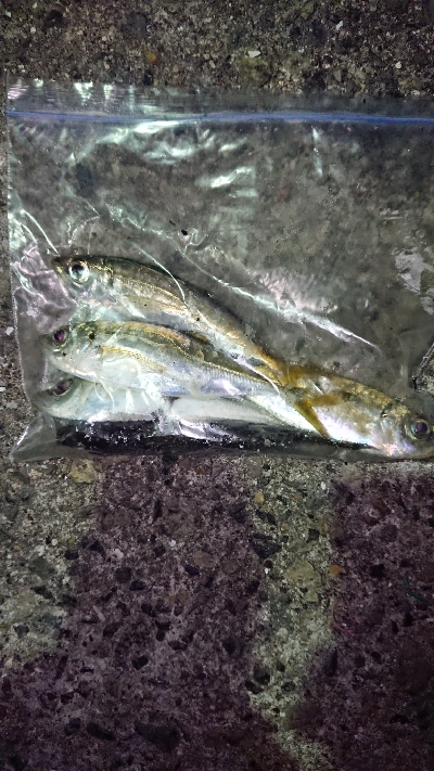 久しぶりのアジ