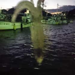 1年ぶりのヒイカ