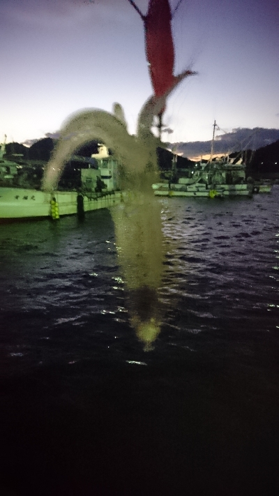 1年ぶりのヒイカ