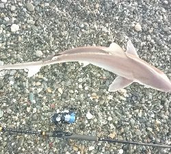 仁淀川河口ライトショアジギング