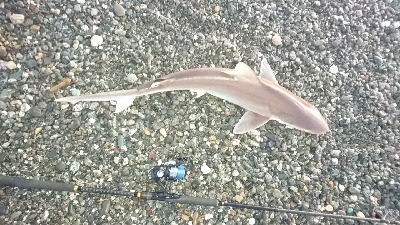 仁淀川河口ライトショアジギング