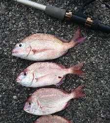 野見漁港チョイ投げ