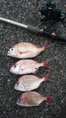 野見漁港チョイ投げ