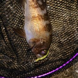 ジグ単は、楽しい