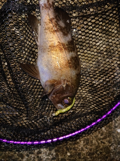 ジグ単は、楽しい