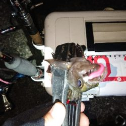 年内さいごのアジングかなぁ