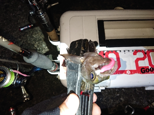 年内さいごのアジングかなぁ