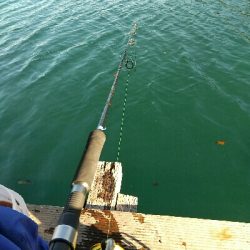 初の釣り筏（高橋渡船さんにて）