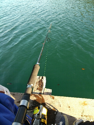 初の釣り筏（高橋渡船さんにて）