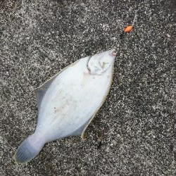 ショアジギ不発もカレイに良型アジGET