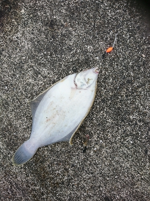 ショアジギ不発もカレイに良型アジGET