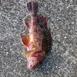 ショアジギは終盤、投げに期待大！