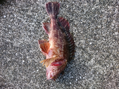 ショアジギは終盤、投げに期待大！