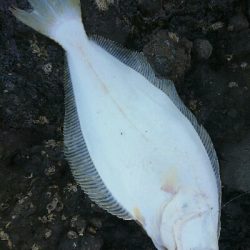 ヒラメ新記録の65㎝ゲット！！最高です！！