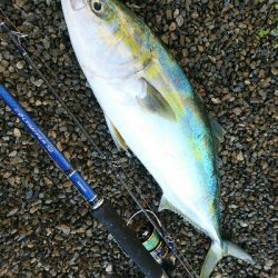 朝マズメにヒラスズキ3本&ヤズ釣果❗❗