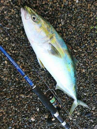 朝マズメにヒラスズキ3本&ヤズ釣果❗❗