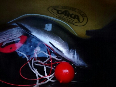 満月の夜ヒラスズキに苦戦。