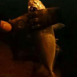 短時間アジング