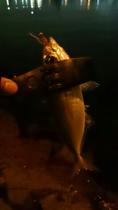 短時間アジング