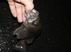 メバリングランガン