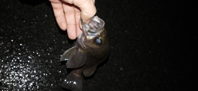 メバリングランガン