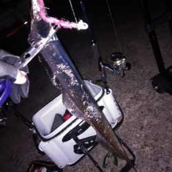 今季初のつ抜け