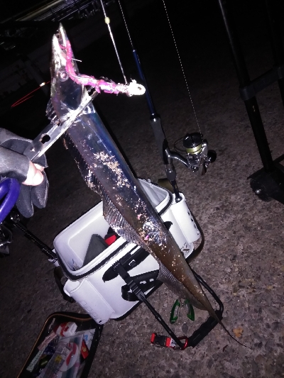 今季初のつ抜け