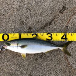 太刀魚リベンジ❗️