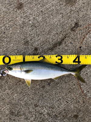 太刀魚リベンジ❗️