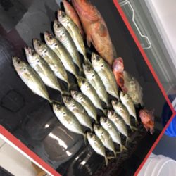 船さびきで釣れたぜ！！