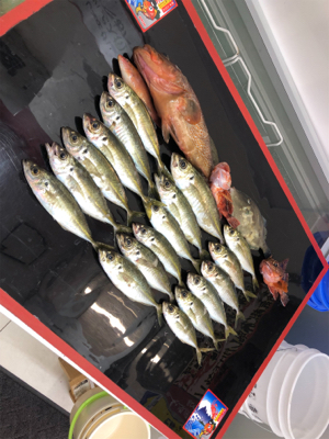 船さびきで釣れたぜ！！