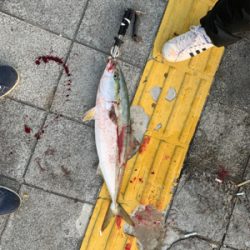 久しぶりの釣果