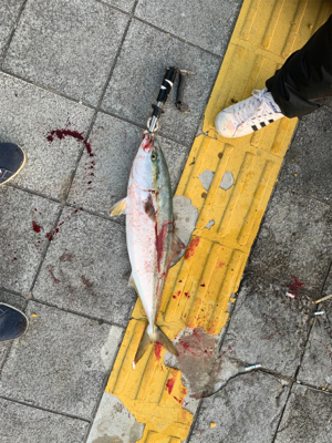 久しぶりの釣果