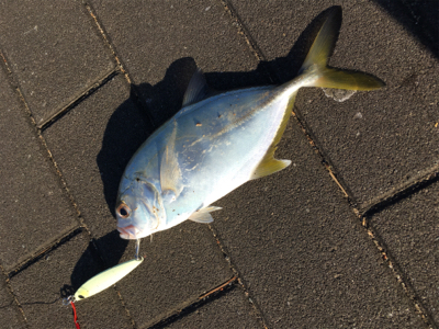 やっぱり渋い、、、