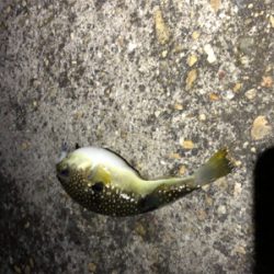 フロートゲーム