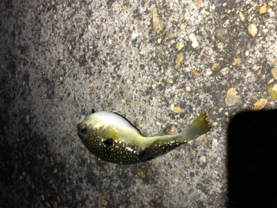 フロートゲーム