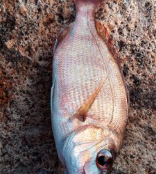 デイからアジング