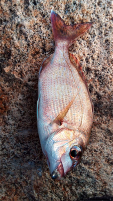 デイからアジング