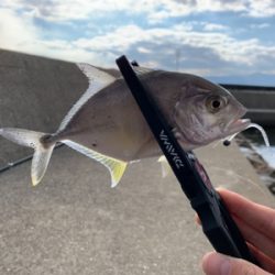 デイフィッシング