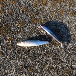 初心者の陸っぱりライトキャスティングゲーム