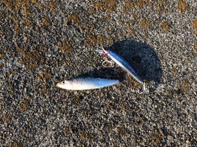 初心者の陸っぱりライトキャスティングゲーム