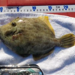 ハゲandハゼラッシュ