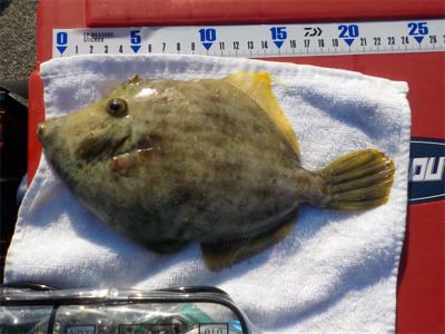 ハゲandハゼラッシュ