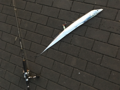 ダブルヘッダー、夕マヅメへ