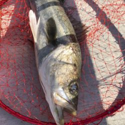 エビ撒きでスズキゲット!