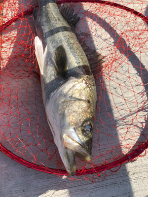 エビ撒きでスズキゲット!