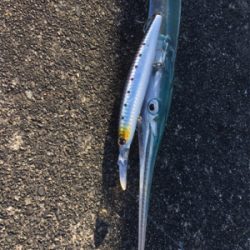 シーバス 、ワカシ、ダツ